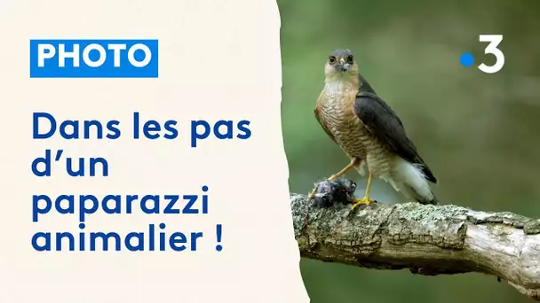 Photographe animalier, le paparazzi de la nature