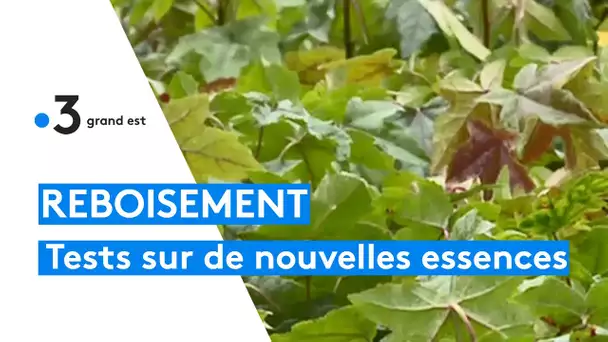 Le plus grand pépiniériste forestier du Grand Est teste de nouvelles essences d'arbres résilientes
