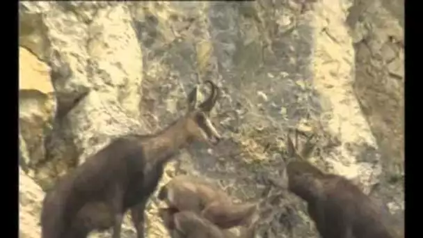 Naturimages - Le Chamois - Documentaire animalier