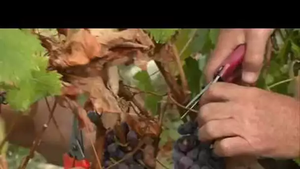 Les vendanges à Bellet : Nice en pleine récolte