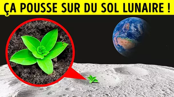 Les Chercheurs Ont Réussi à Faire Pousser des Plantes Sur du Sol Lunaire