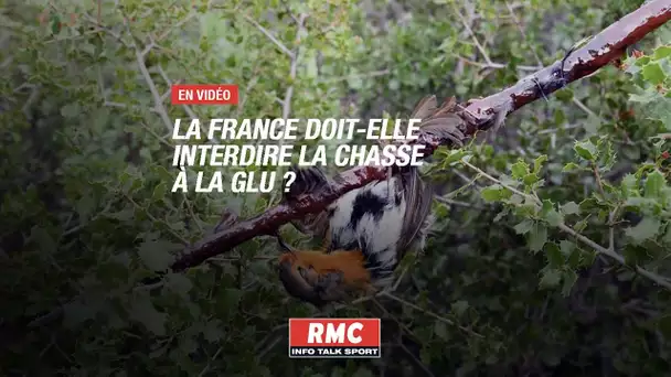 La France doit-elle interdire la chasse à la glu?