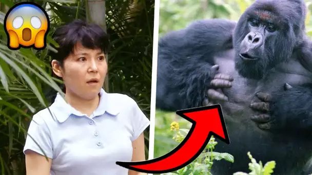 Attaque de gorille | Juste pour rire Gags