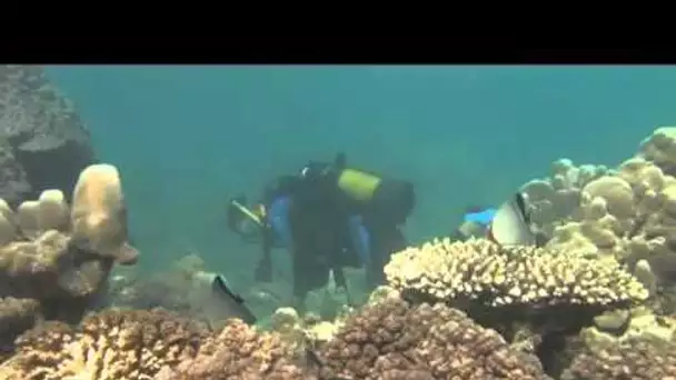 Tara Océans au chevet des coraux