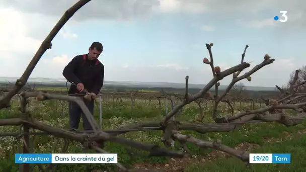 Gel : maraîchers et vignerons se préparent dans le Tarn