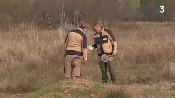 C'est le retour précoce des moustiques entre Hérault et Gard grâce à une météo clémente