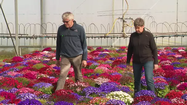 Coronavirus : difficultés pour les horticulteurs, exemple à St Omer