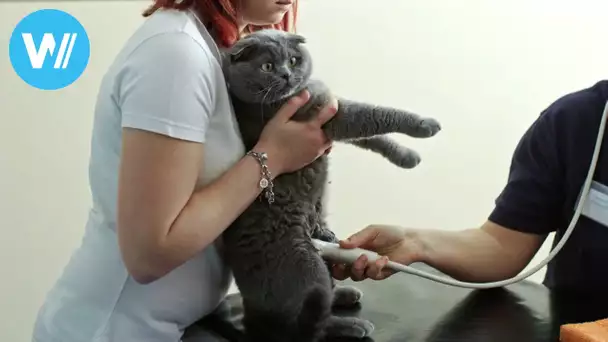 Cat owner gets his cat fertilized because he can't become a father (Documentary, 2019)
