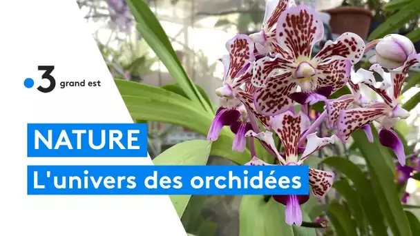 L’univers des orchidées