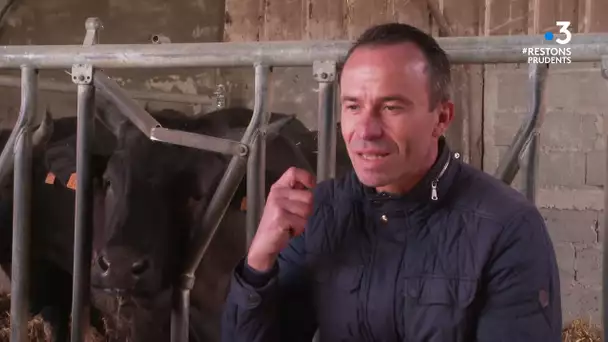 Du bœuf japonais élevé dans le Maine-et-Loire pour la table d'un chef étoilé.