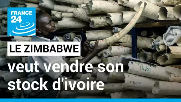 Le Zimbabwe veut vendre son stock d'ivoire estimé à 600 millions de dollars • FRANCE 24