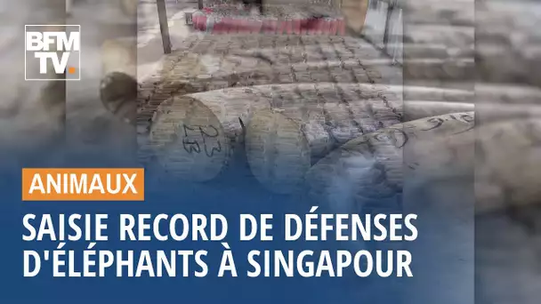 Saisie record de défenses d'éléphants à Singapour