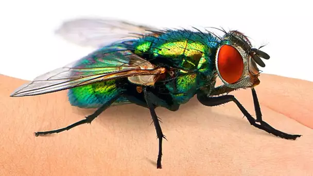 Les mouches te voient au ralenti, et 9 autres super-pouvoirs des animaux