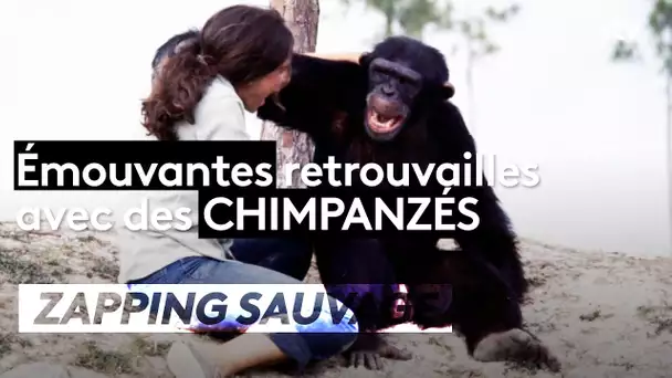 Émouvant : elle retrouve ses chimpanzés 20 ans après