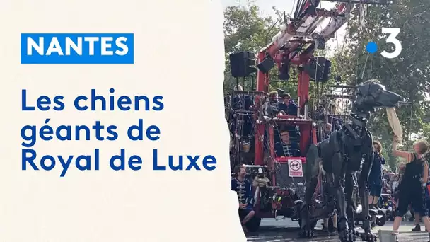 El Xolo, le chien mexicain de Royal de Luxe fait sa toilette