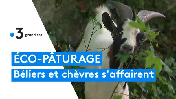 Dans cette commune les moutons et les chèvres entretiennent les espaces verts