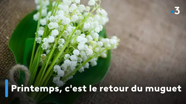 Printemps, c'est le retour du muguet