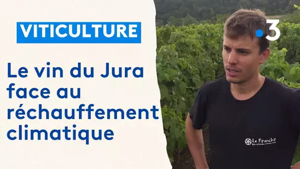Grand Angle (1/2) : cépages hybrides, le vin du futur dans le Jura ?