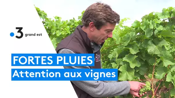 Fortes pluies : attention aux répercussions sur les vignes