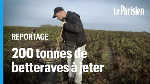 Les supermarchés refusent ses betteraves "moches", il donne 200 tonnes aux habitants de la région