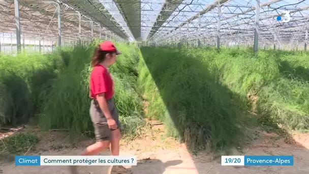 Sécheresse : faire de l'ombre aux cultures avec des panneaux solaires