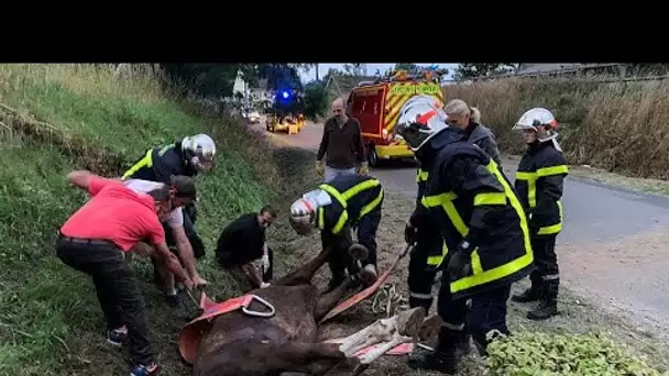 Affaire des chevaux mutilés en France : le suspect arrêté lundi mis hors de cause
