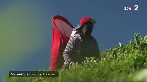 Sri Lanka : Du thé à perte de vue