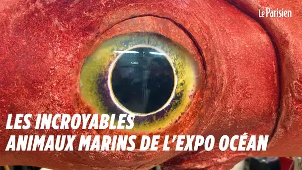 Les incroyables animaux marins de l&#039;exposition Océan