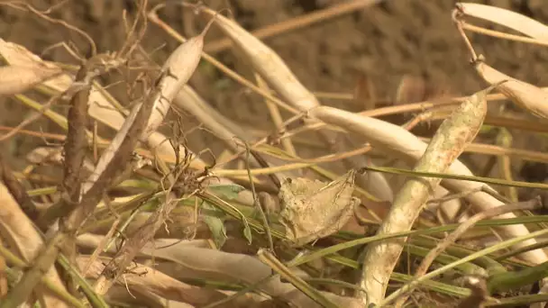 Aude : le cassoulet en danger, le haricot de Castelnaudary pourrait ne plus être cultivé