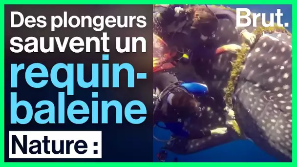 Prisonnier d'une corde, un immense requin-baleine est sauvé par deux plongeurs