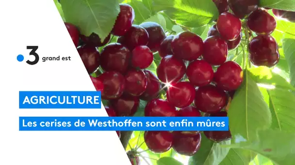 C'est le temps des cerises à Westhoffen