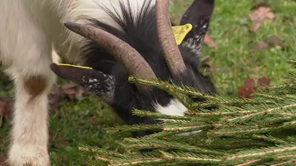 Ils collectent des sapins de noël pour leurs chèvres (Ain)