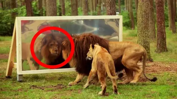 VOICI LA RÉACTION DE CES ANIMAUX QUI SE VOIENT POUR LA 1ÈRE FOIS DANS LE MIROIR