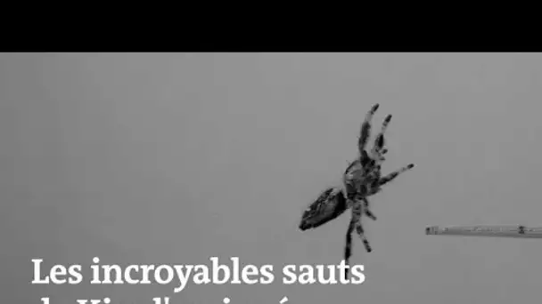 Des chercheurs anglais entraînent une araignée à sauter