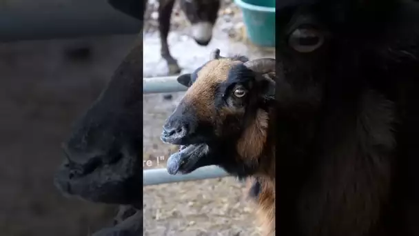 J’ai visité un refuge : je vous emmène visiter le refuge des 3 dindes 🐐🐑 #refugeanimalier