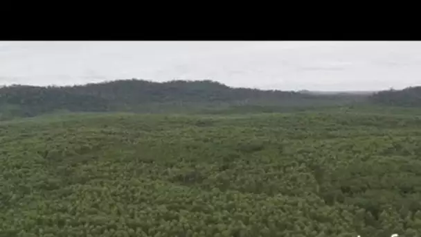 Indonésie : forêt plantée d'eucalyptus