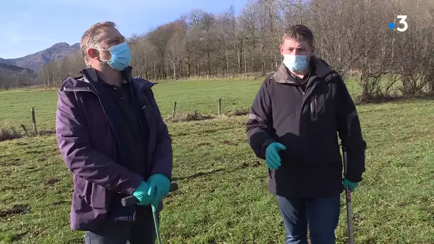 Cantal : la détresse des agriculteurs face à la pullulation des rats taupiers