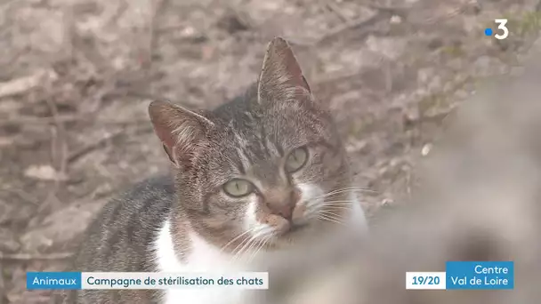 Dadonville dans le Loiret, lancement d une campagne de stérilisation des chats errants