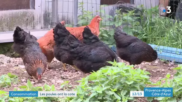 Les poules pondeuses ont la côte à Avignon !