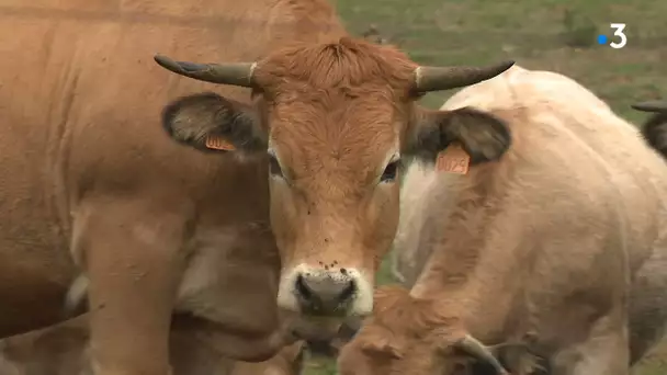 Aude : inquiétude des éleveurs, les vétérinaires ruraux désertent les Corbières et la Haute-Vallée