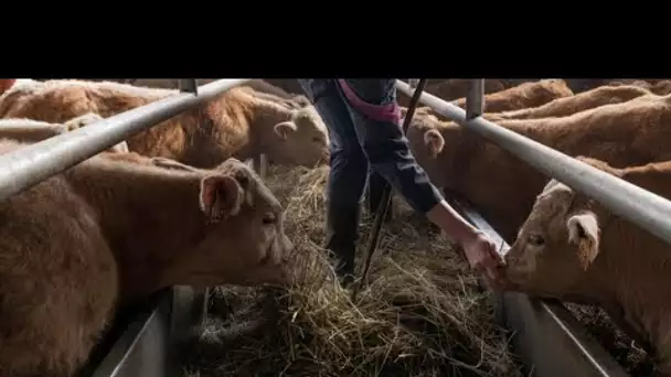 Viande traitée aux antibiotiques interdite en France : une victoire pour les agriculteurs
