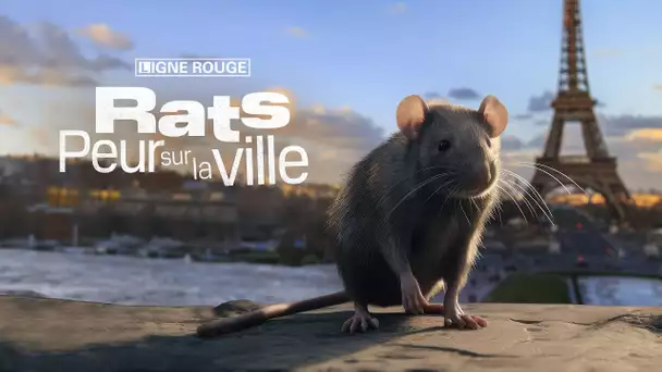 Rats, peur sur la ville