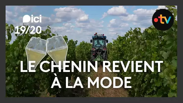 Le cépage chenin revient à la mode dans le Val de Loire