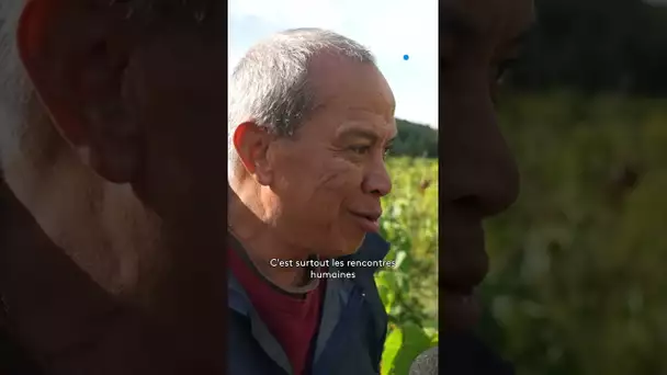 Les vendanges dans le vignoble du Toulois : ambiance garantie