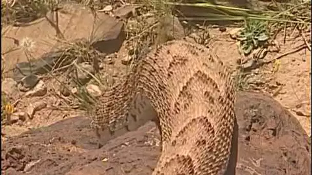 Reptiles et cobras dans le désert - Documentaire COMPLET