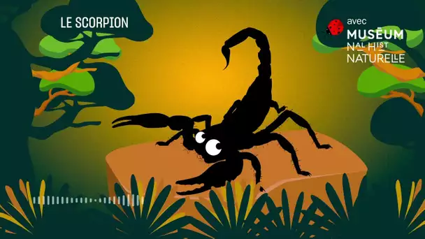 Le scorpion : une réputation à défaire