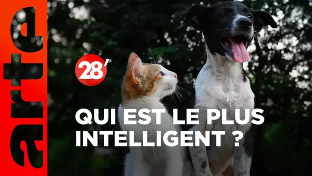 Intéressant : Les chiens sont-ils plus intelligents que les chats ? - 28 minutes - ARTE