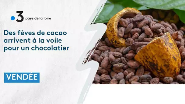 Des fèves de cacao arrivent par voilier pour un  chocolatier Vendée