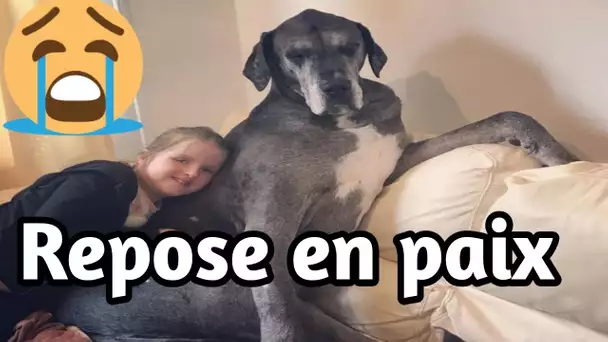 Freddy, le plus grand chien du monde, est décédé à l'âge de 8 ans et demi