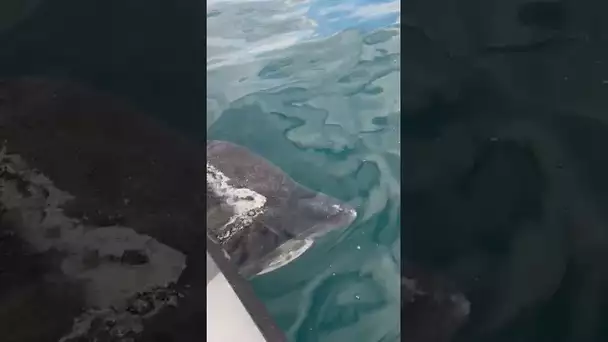 A Collioure, un requin pélerin filmé à par 3 pêcheurs